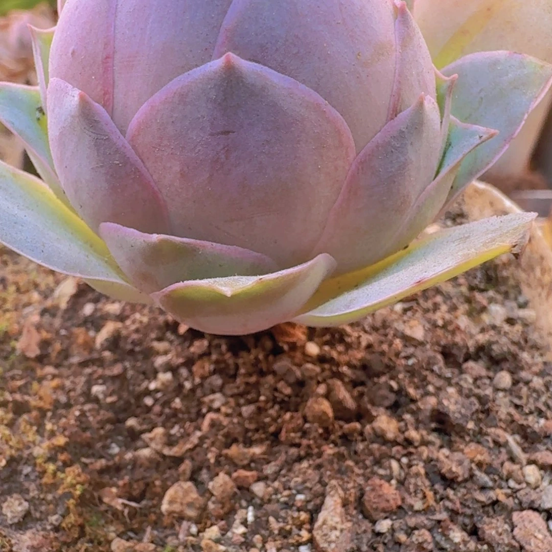 山地玫瑰 一物一拍 505