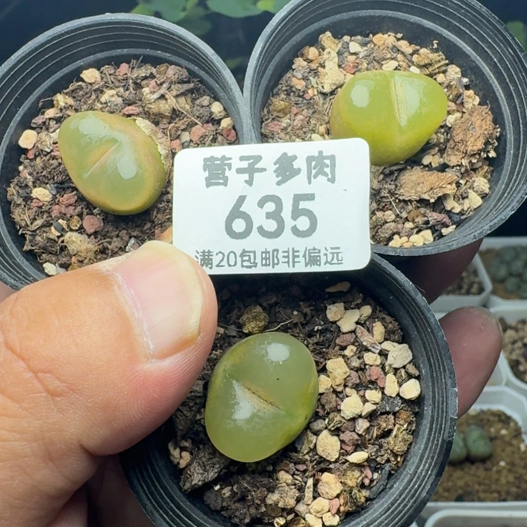 O泡带盆土。