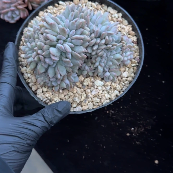 ****王12厘米左右一物一拍的