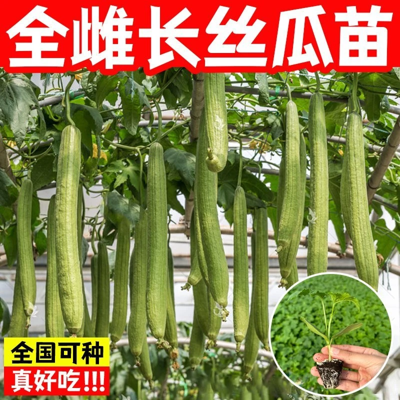 丝瓜秧苗肉丝瓜长香丝瓜秧苗高产八角丝瓜苗种子早春四季丝瓜种籽