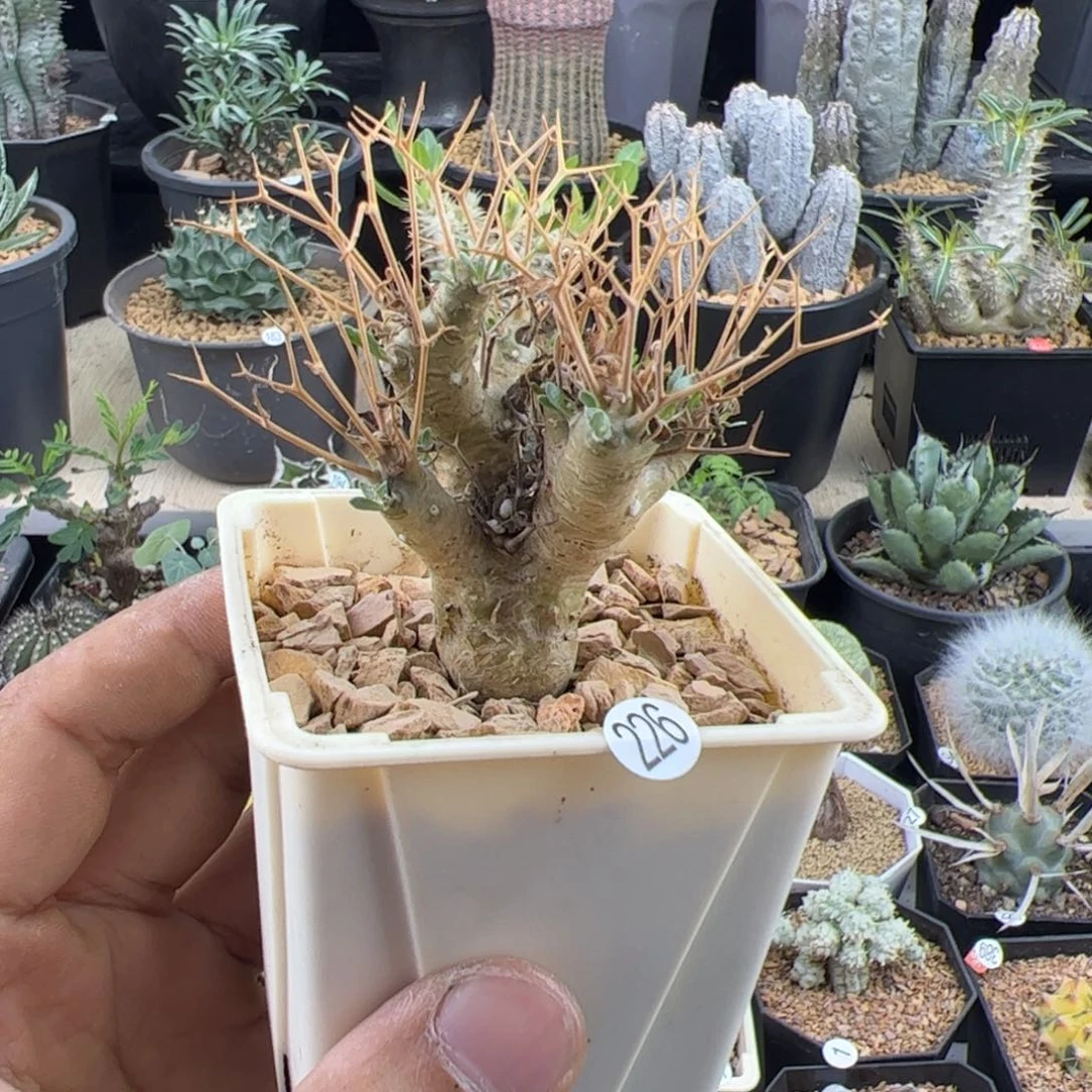 黑鬼殿厚敦菊一物一拍默认脱土发