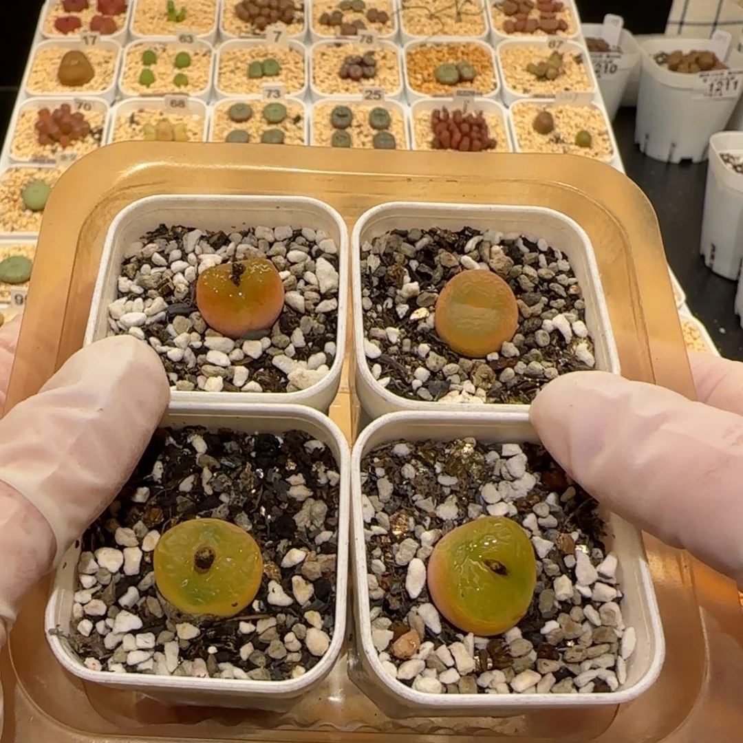 嘟*熊肉锥多肉植物百科2-1647