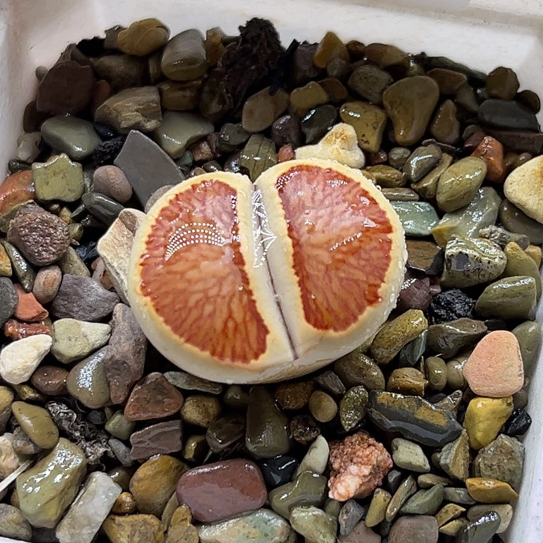 一物一拍红窗菊2379丝绒