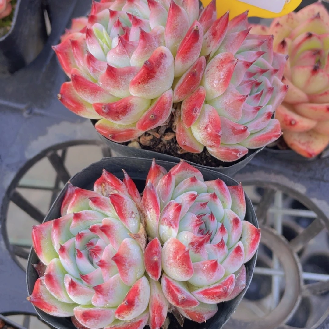 524号包包吉娃娃双头一个