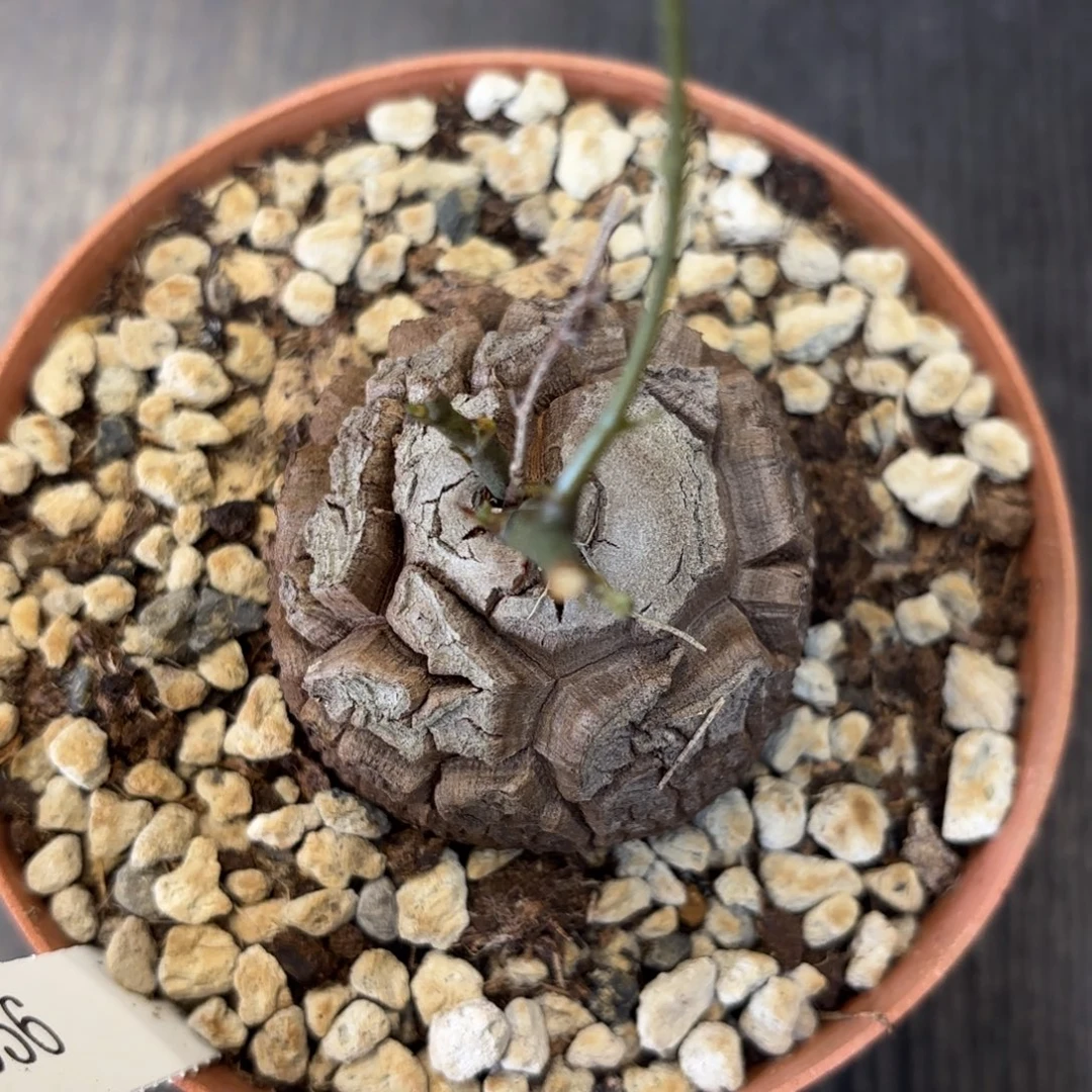 956号龟甲龙带盆包邮