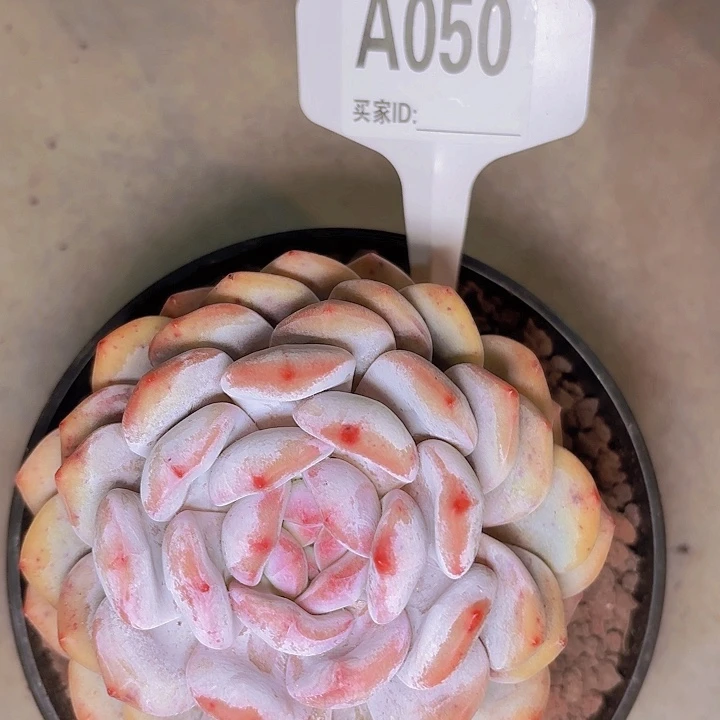 小**馆梦露一物一拍A050