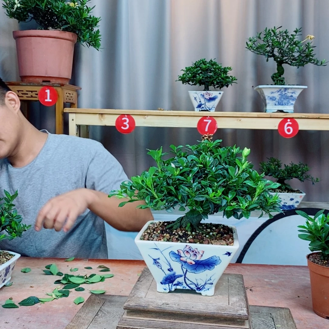 栀子花开了花开花了