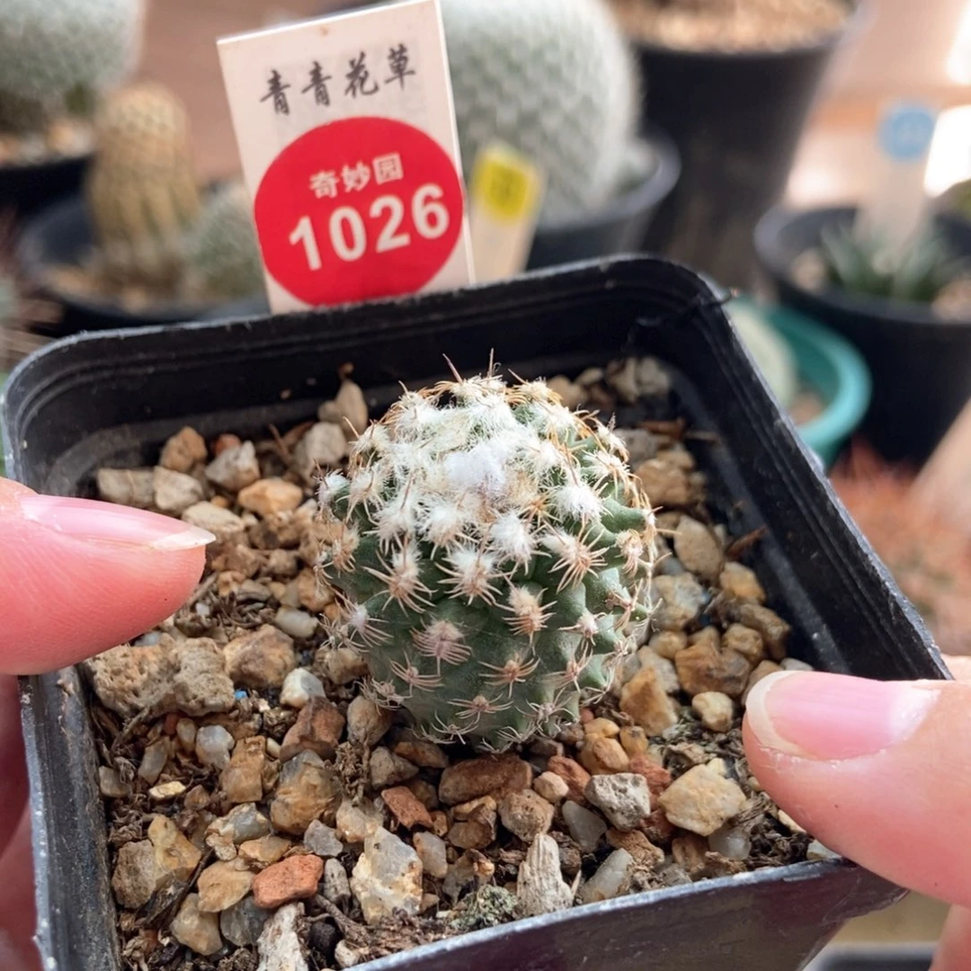 实生雪顶海胆娇丽2.6cm