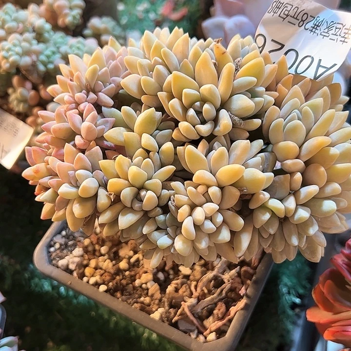 小****9幸运的是我的朋友