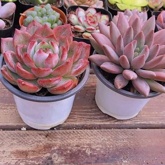 大夜魔侠➕大红蜻蜓➕1土