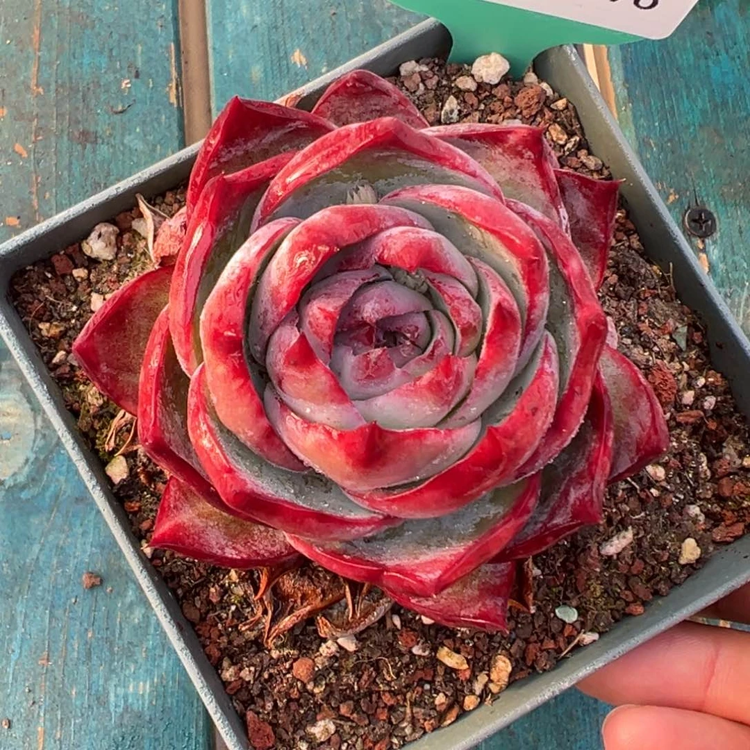 多肉一物一拍0213-96惊鸿