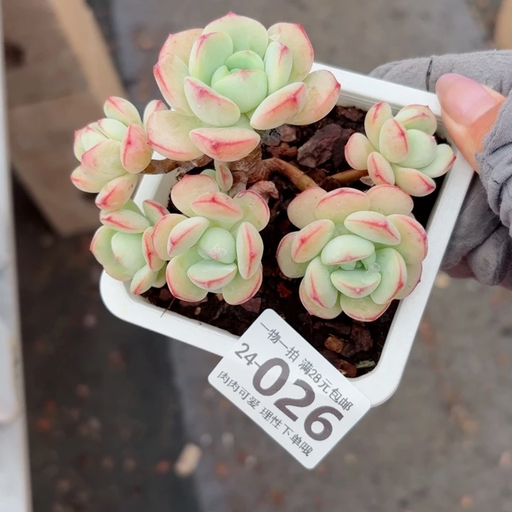 白底香草无盆土发货无盆土