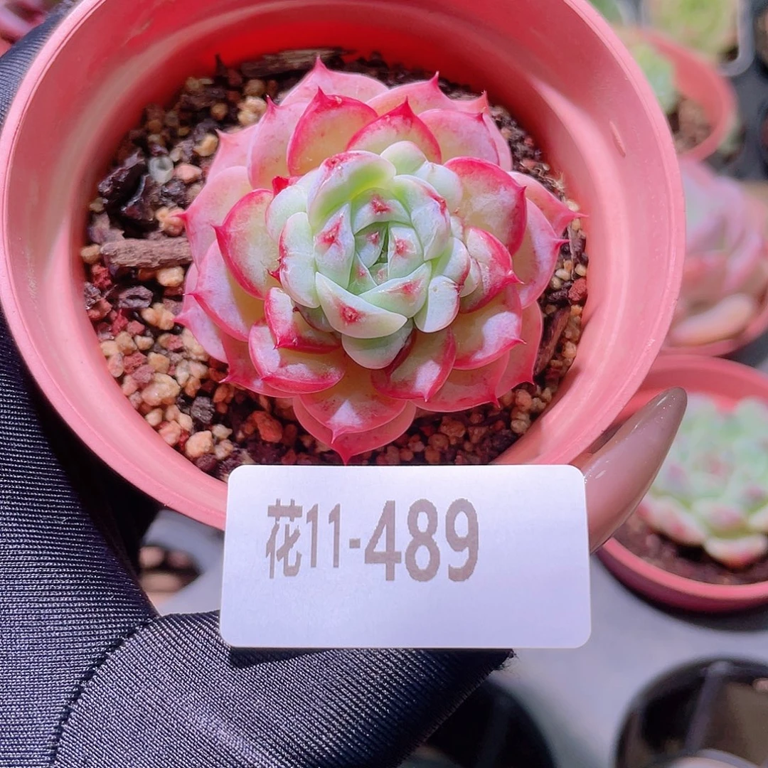 花利美11-489天鹅绒