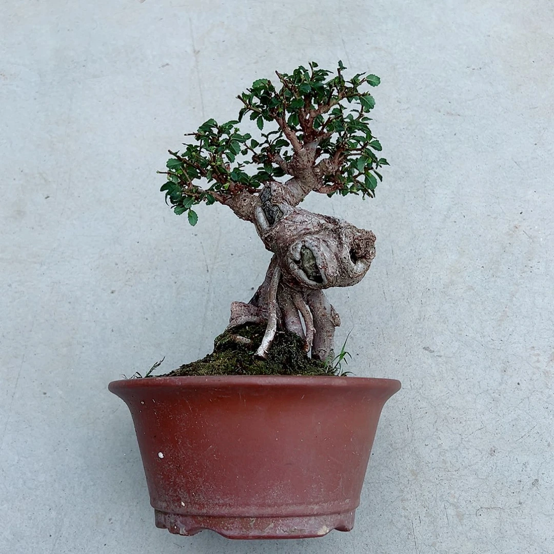 无花朵榆树小老桩小精品