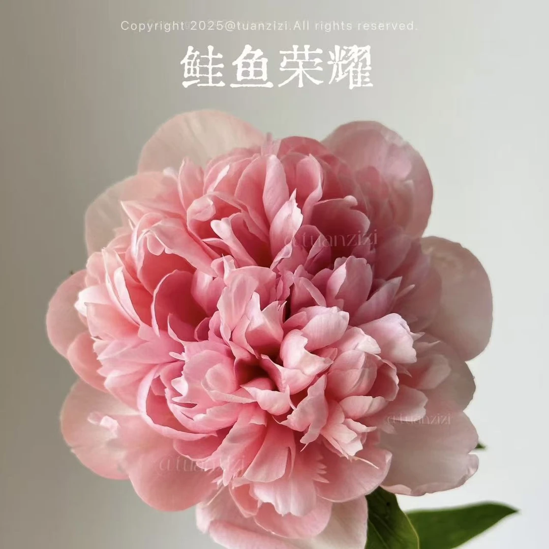 【鲑鱼荣耀】原装进口种苗，重瓣带芽大苗盆栽植物