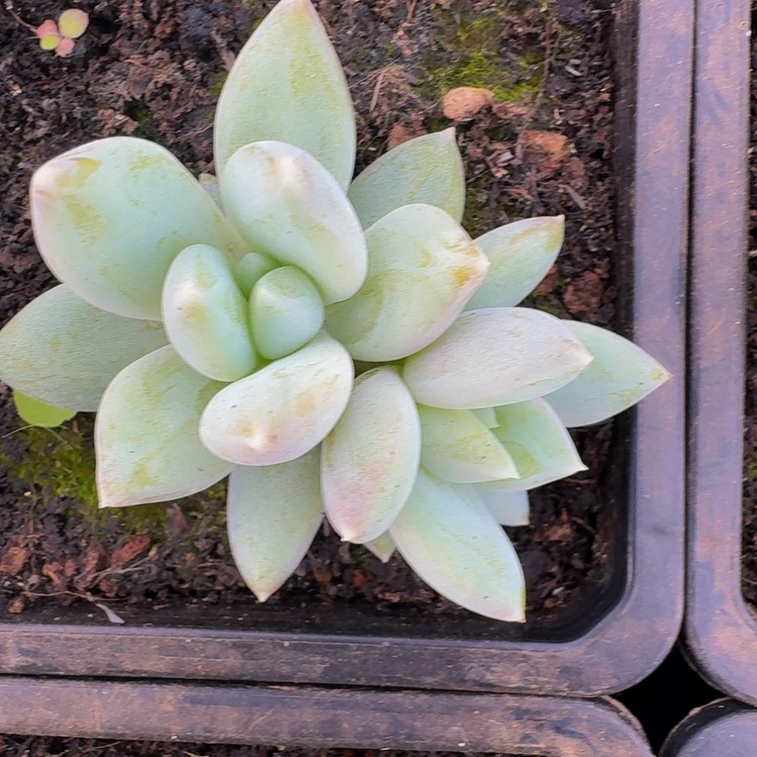 伊丽莎白 双头 一物一拍