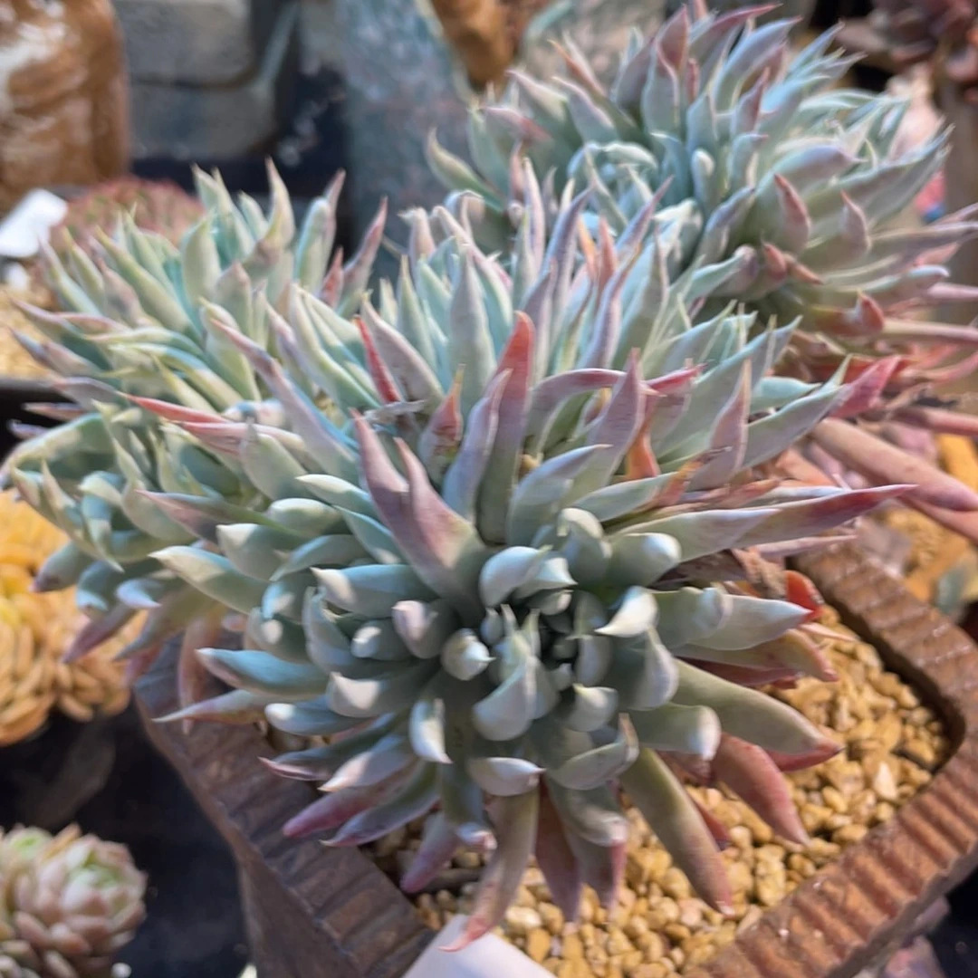 421奴婢吉娜满38包邮