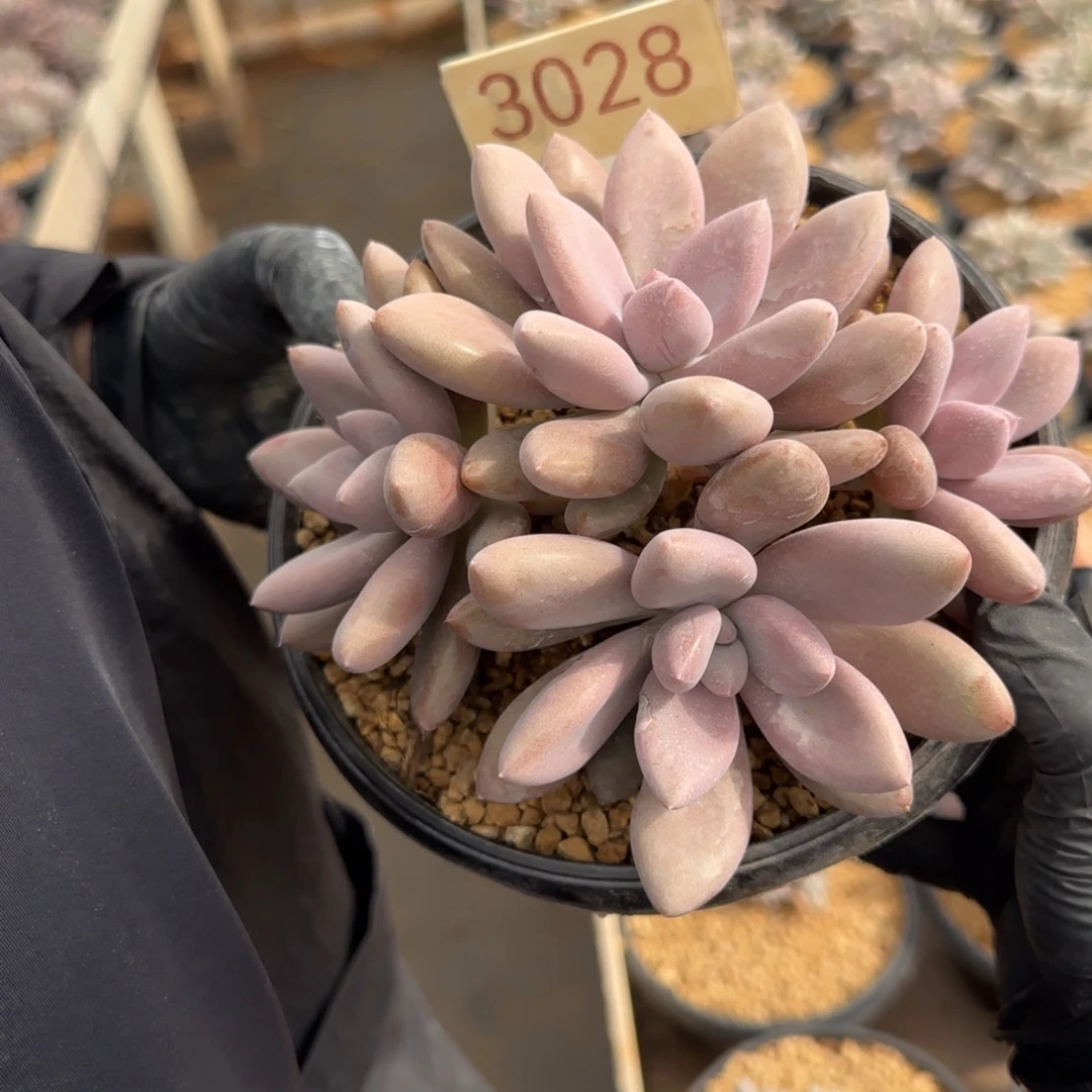 冰***了3028。    原始虞。