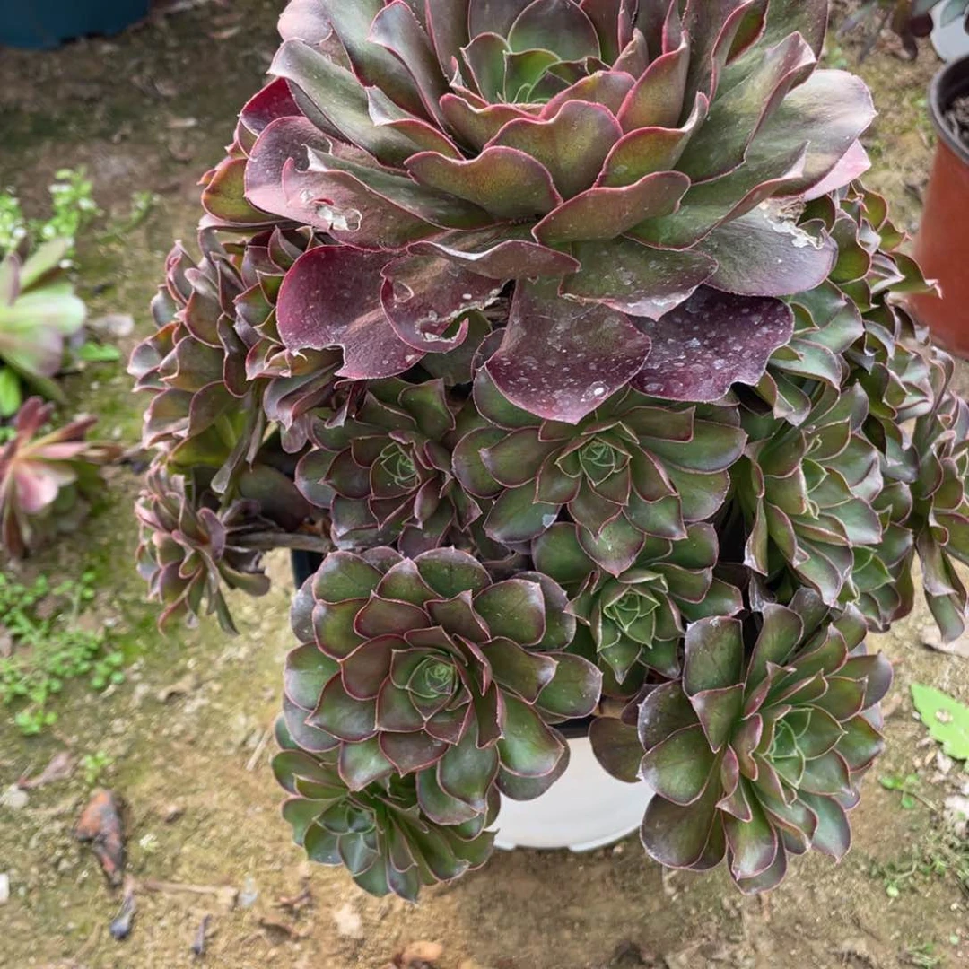 058魅金玫瑰多肉法师断枝不包