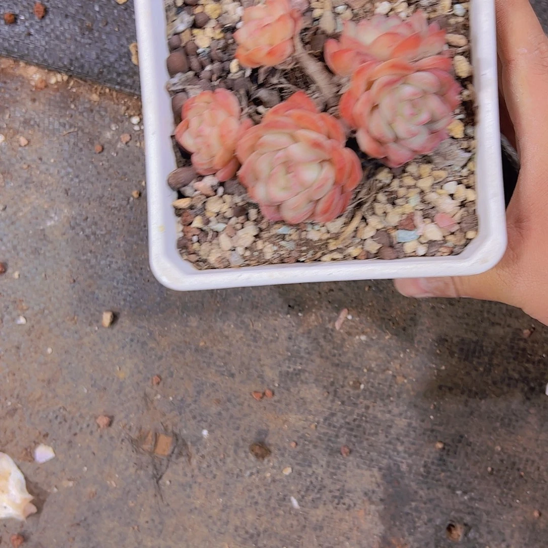 海*心23莲花座。。。。。。。。