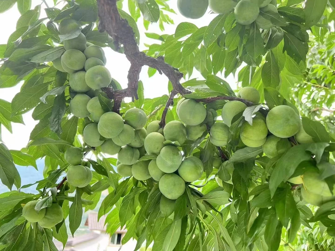 顺丰空运 正宗巫山脆李 新鲜应季水果 青脆李  现摘水果 脆甜