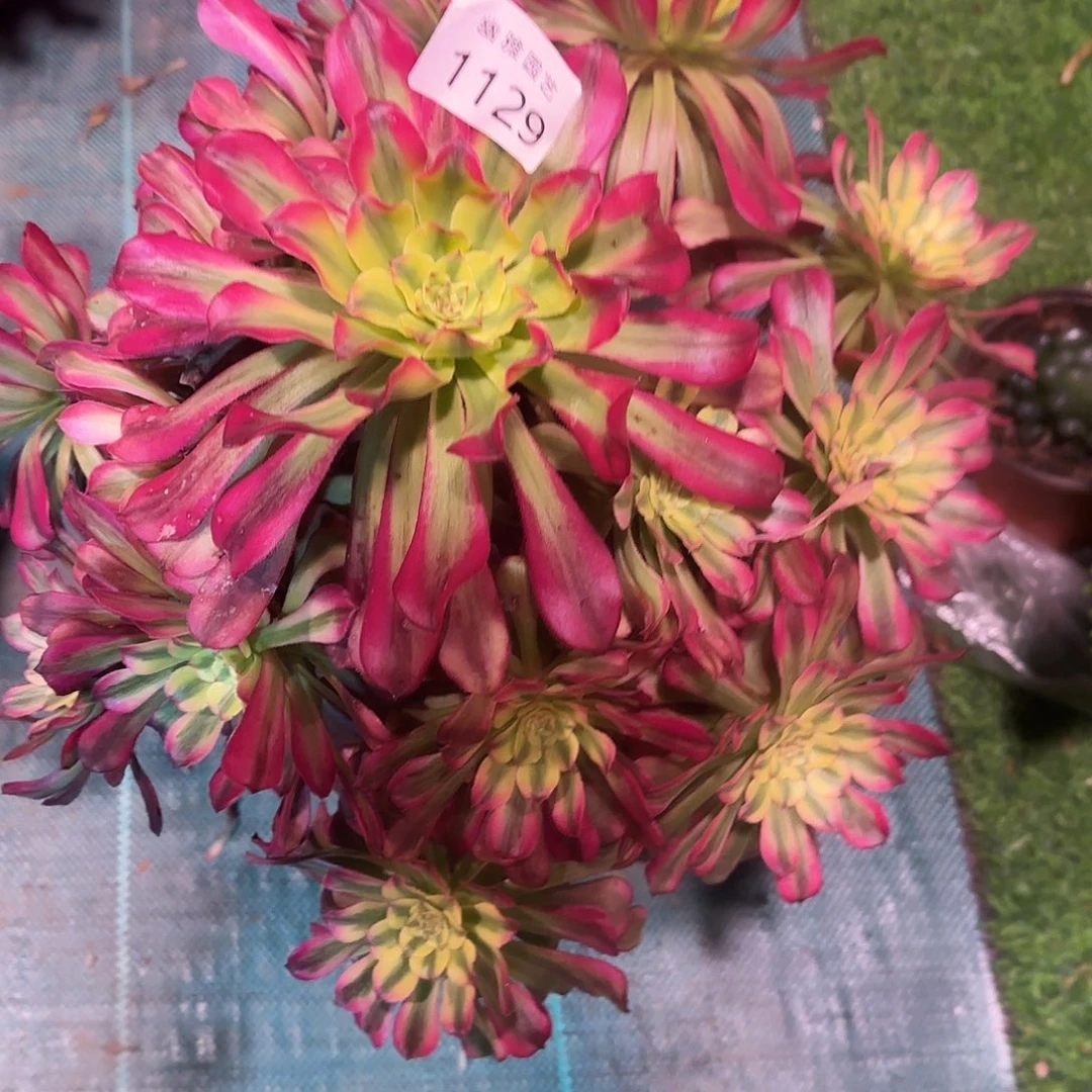 多肉植物波斯1129