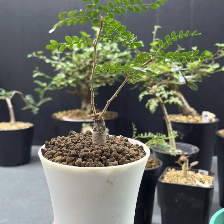 象足漆树根插1111111