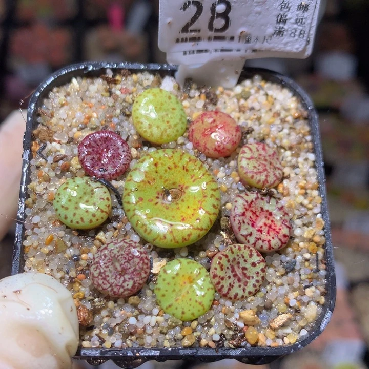 精品生石花214.28