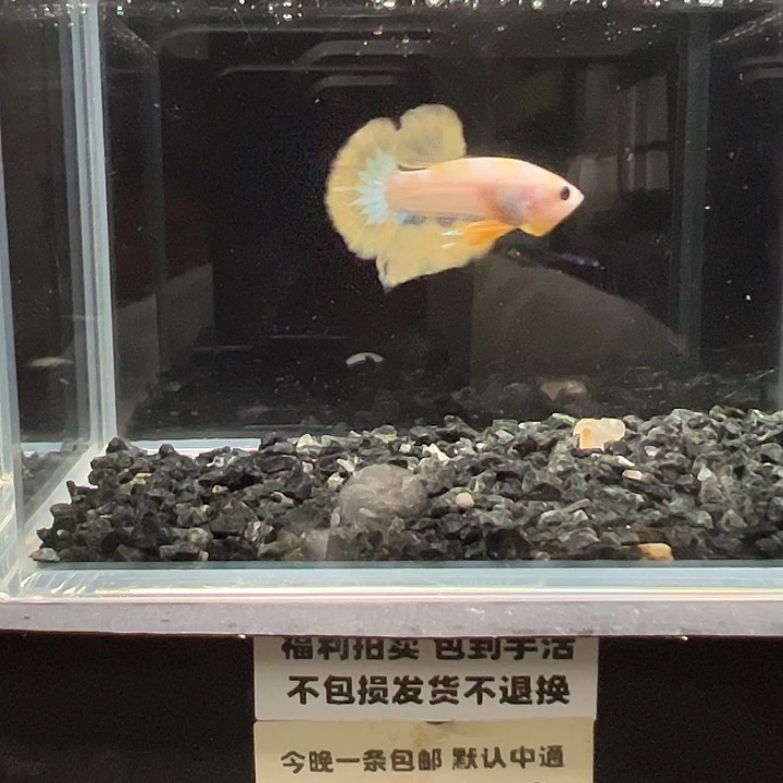 斗鱼竞拍跑单拉黑18日99