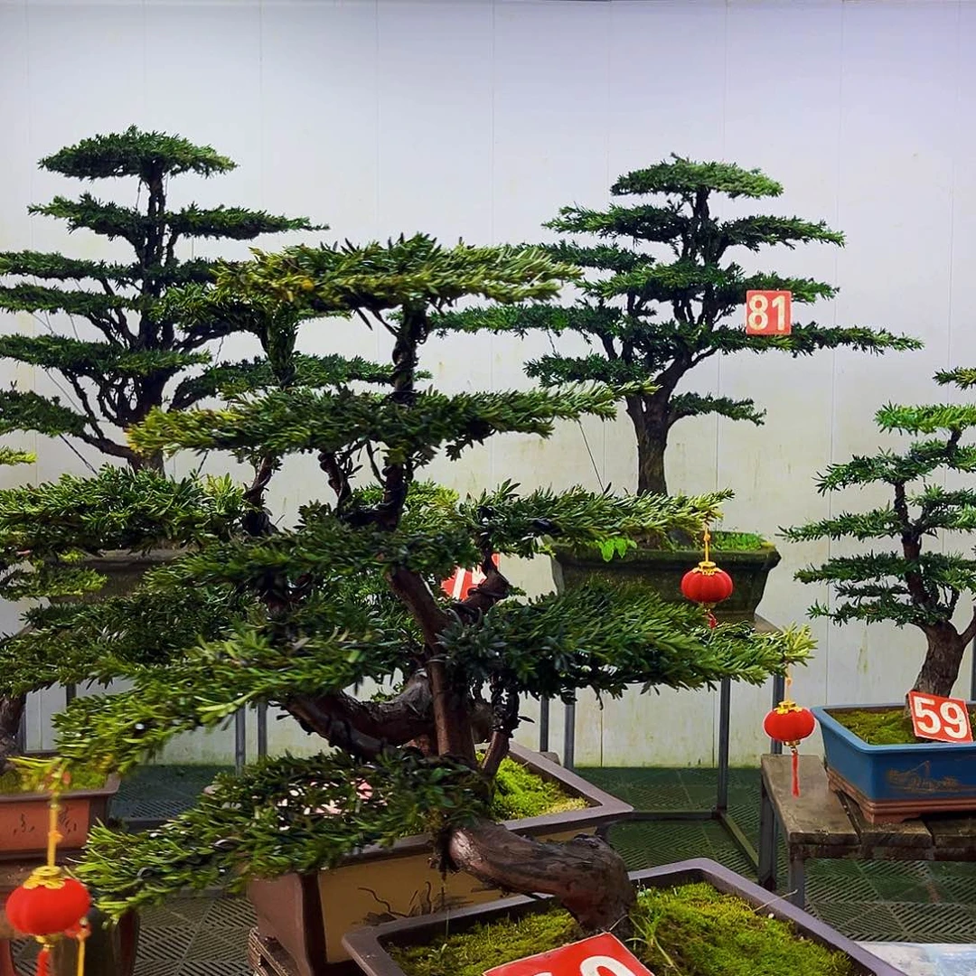 无花朵罗汉松盆景艺术