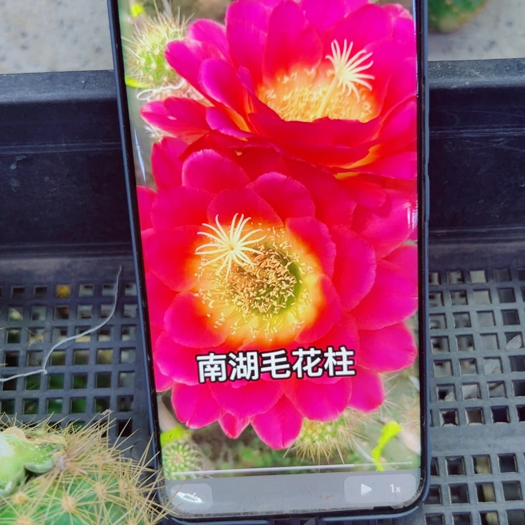下93毛星火歪无根侧芽4公分左右20包邮