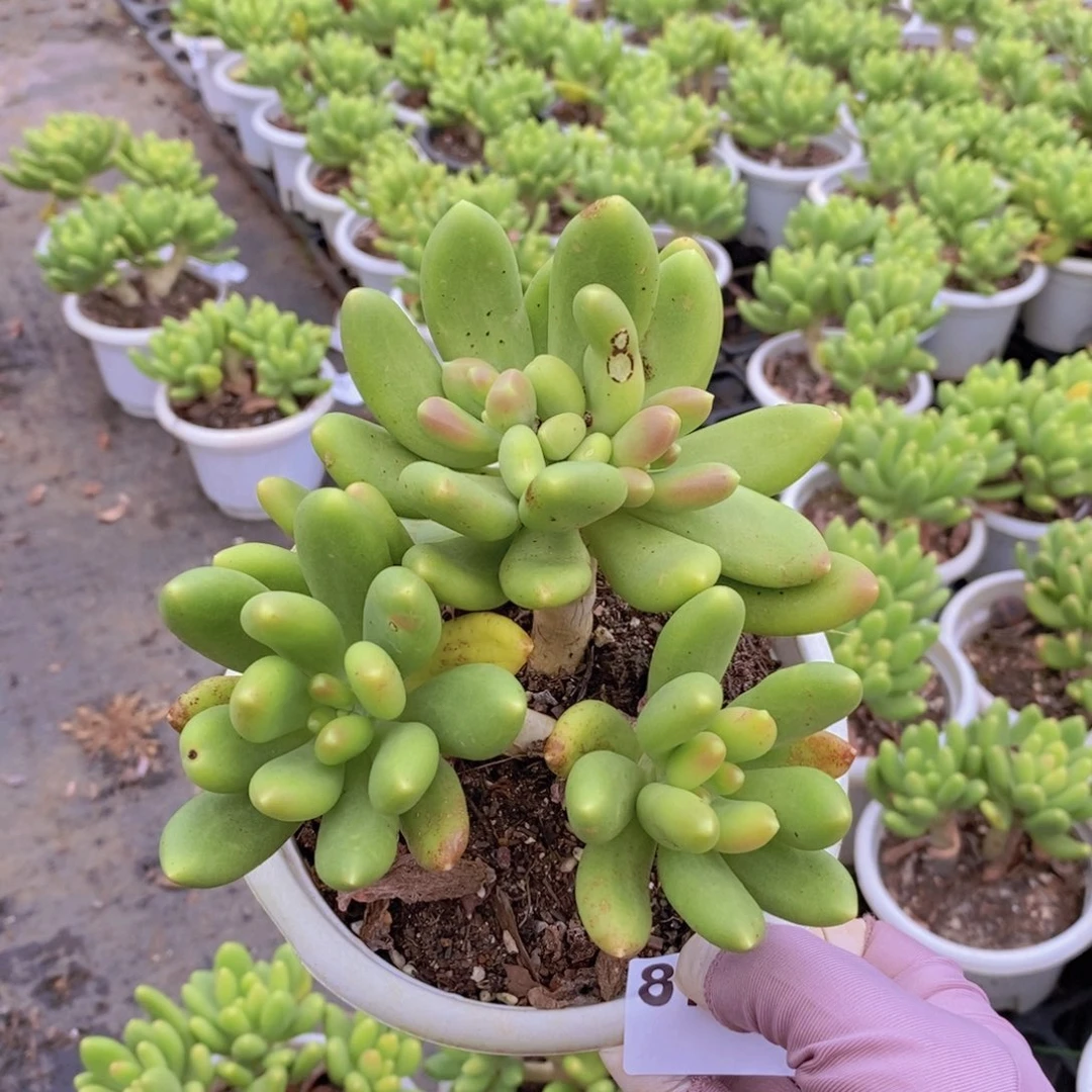 8771金蝉多头一物一拍