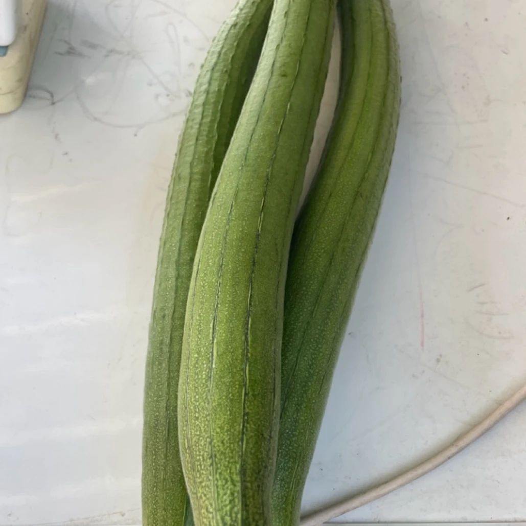 农场自产现摘丝瓜2斤（29.9斤）包邮到家丝瓜同城配