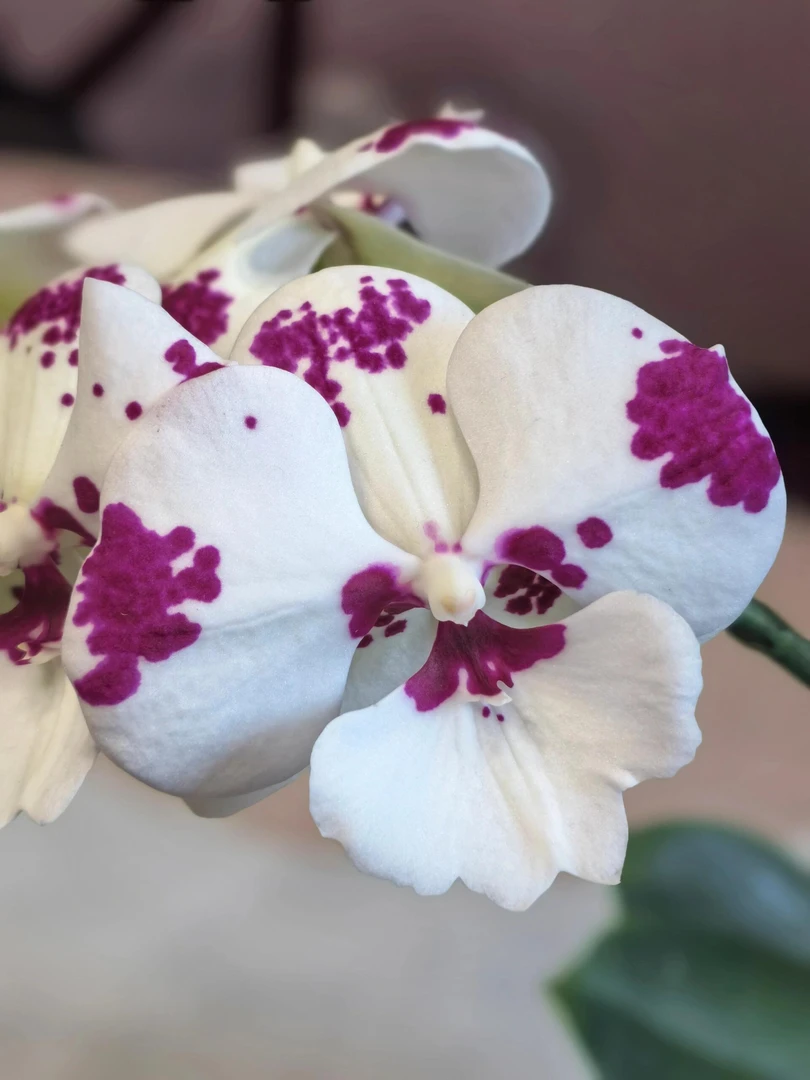 《菩提乳牛》蝴蝶兰趣味桌面阳台兰花盆栽花卉