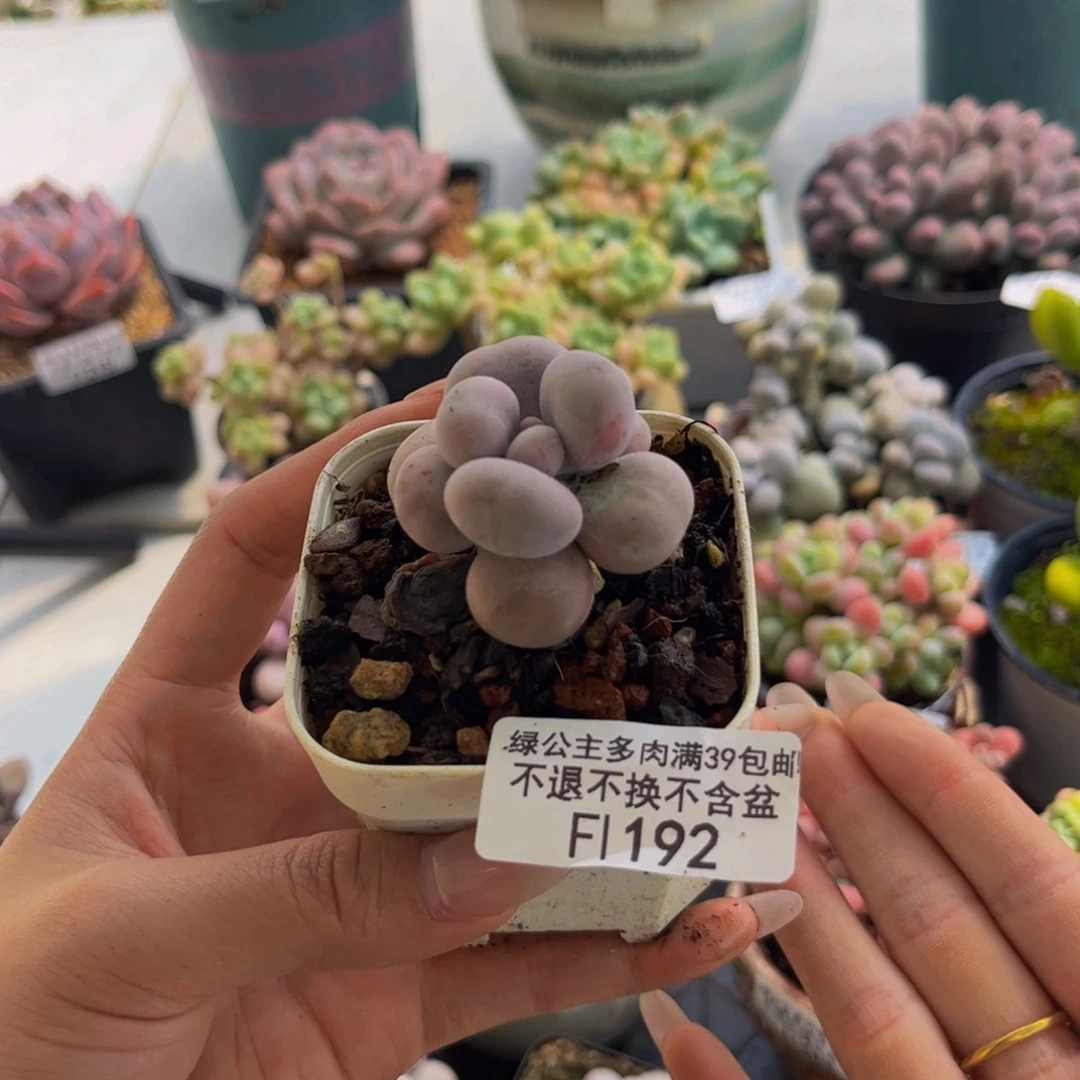 192-芭比奶 4cm多肉