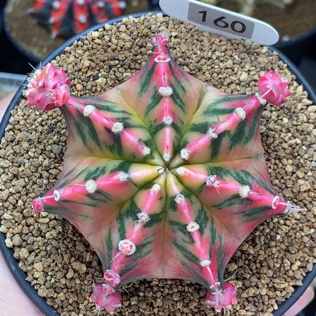 米哈肋骨仙人球83