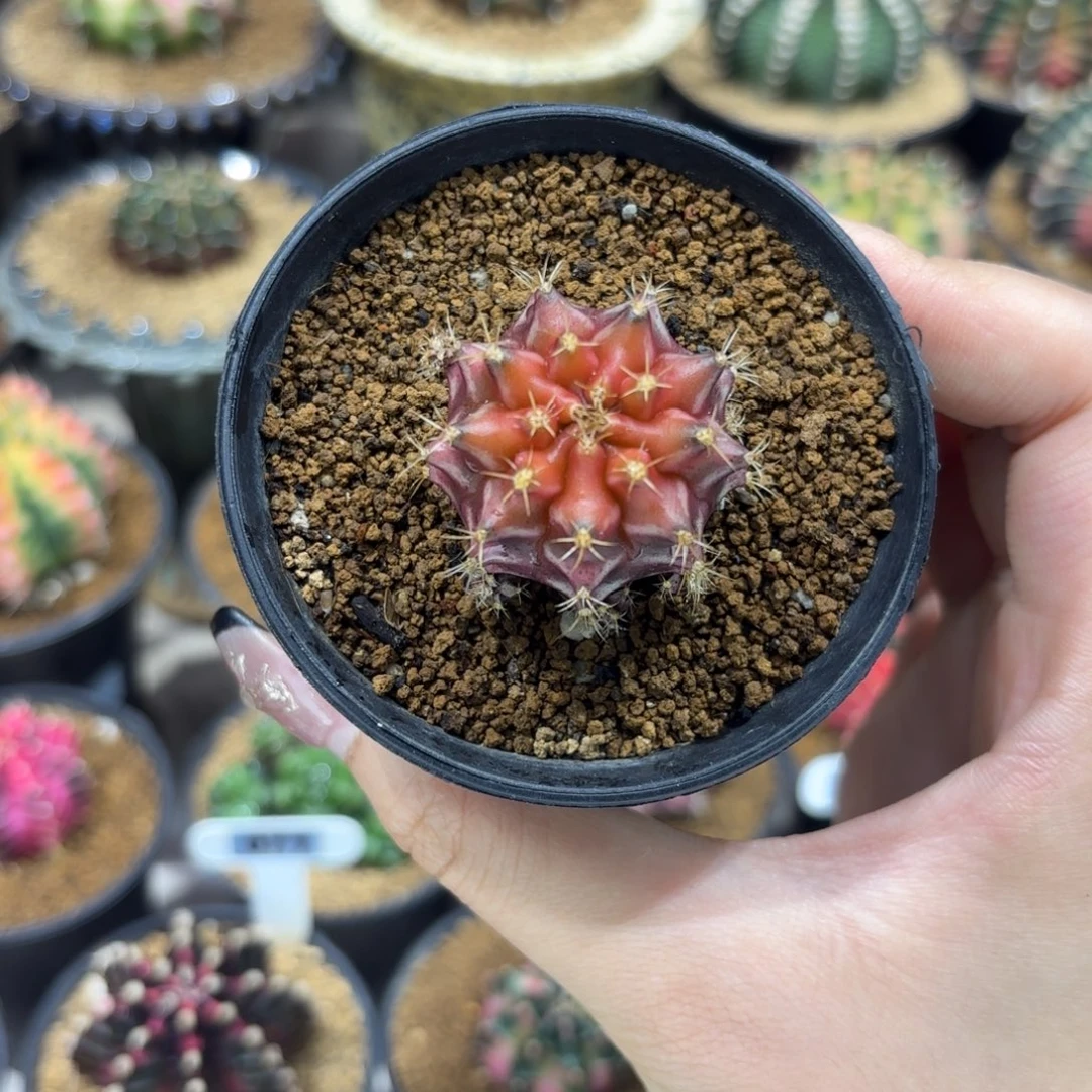 是***）晴天单颗专拍链接