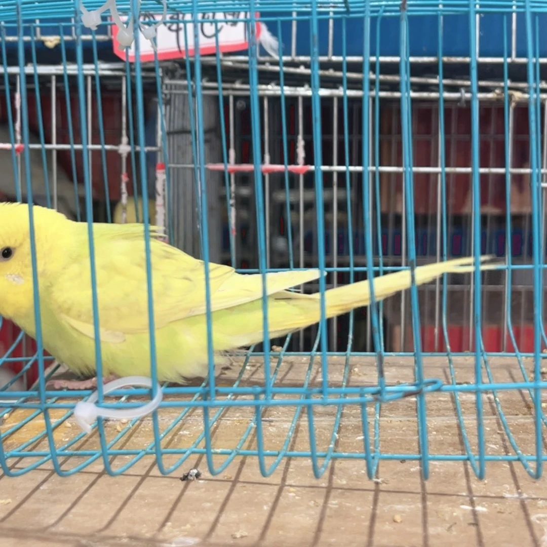 虎皮鹦鹉我的小姐姐