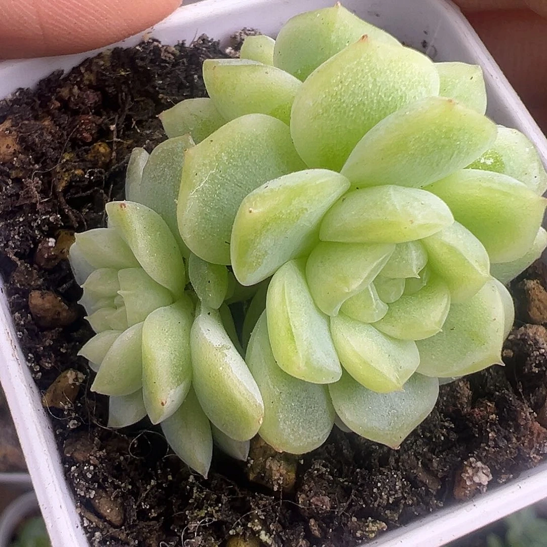 纸鸢甜心 有个头疑似缀 不包