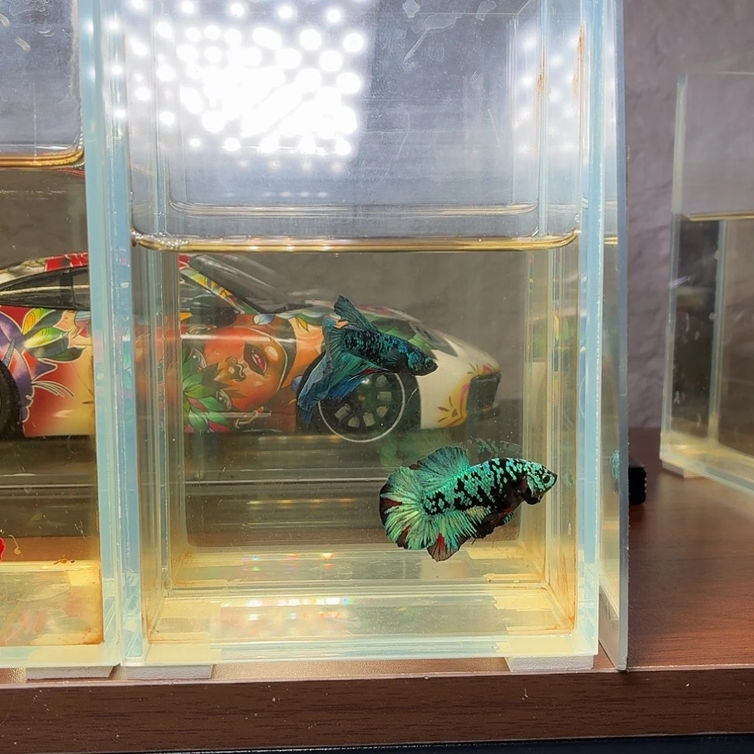 斗鱼暗黑将军公鱼