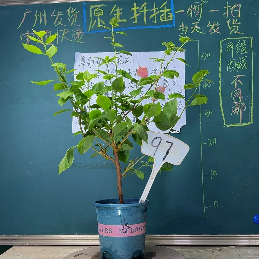 当前无花栽培后可以开花  福利 水果酒  97