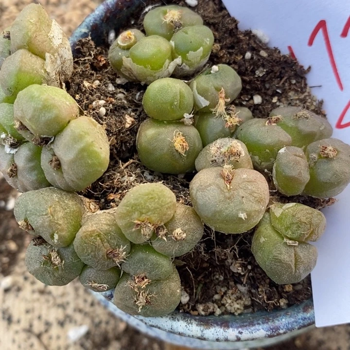 1775烧卖一群一群