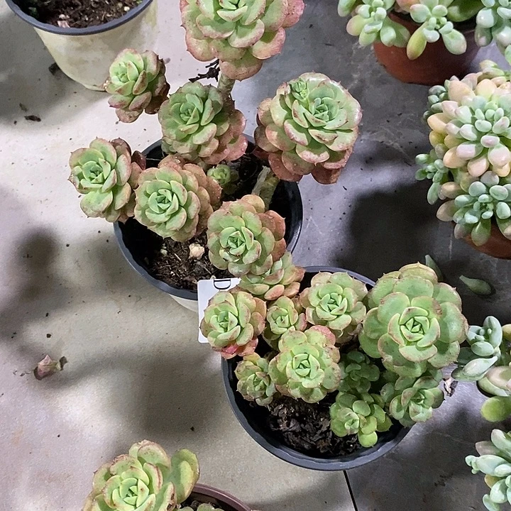 ：****427尼克沙娜多肉植物2颗