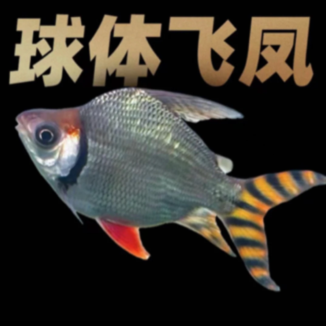 精品直纹飞凤鱼 元宝球体飞凤 龙鱼伴侣黄金搭档 清缸除藻神器