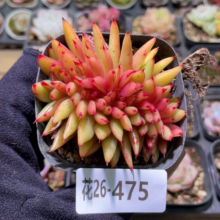 花利美26-475乌木缀化