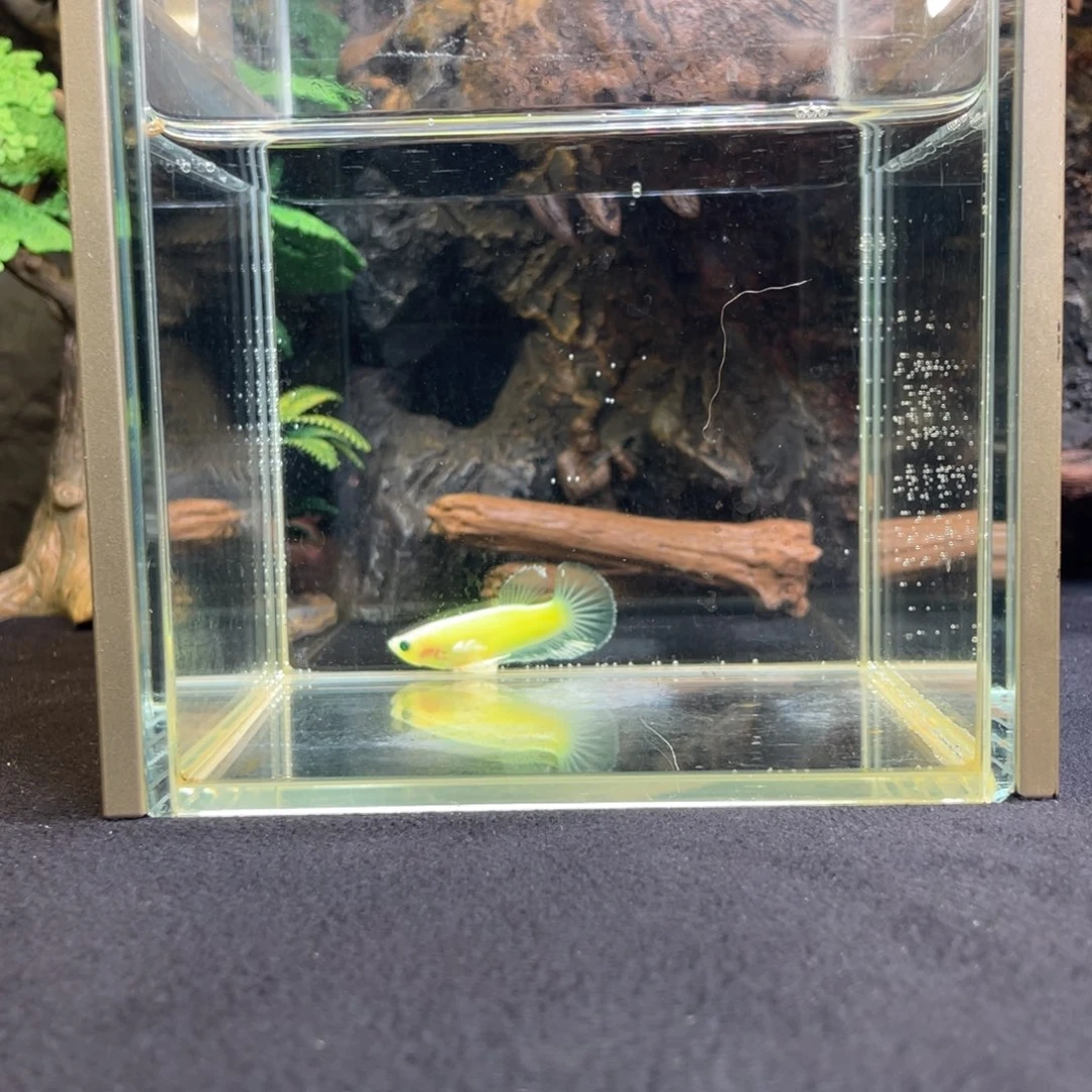 斗鱼十二月三日竞价