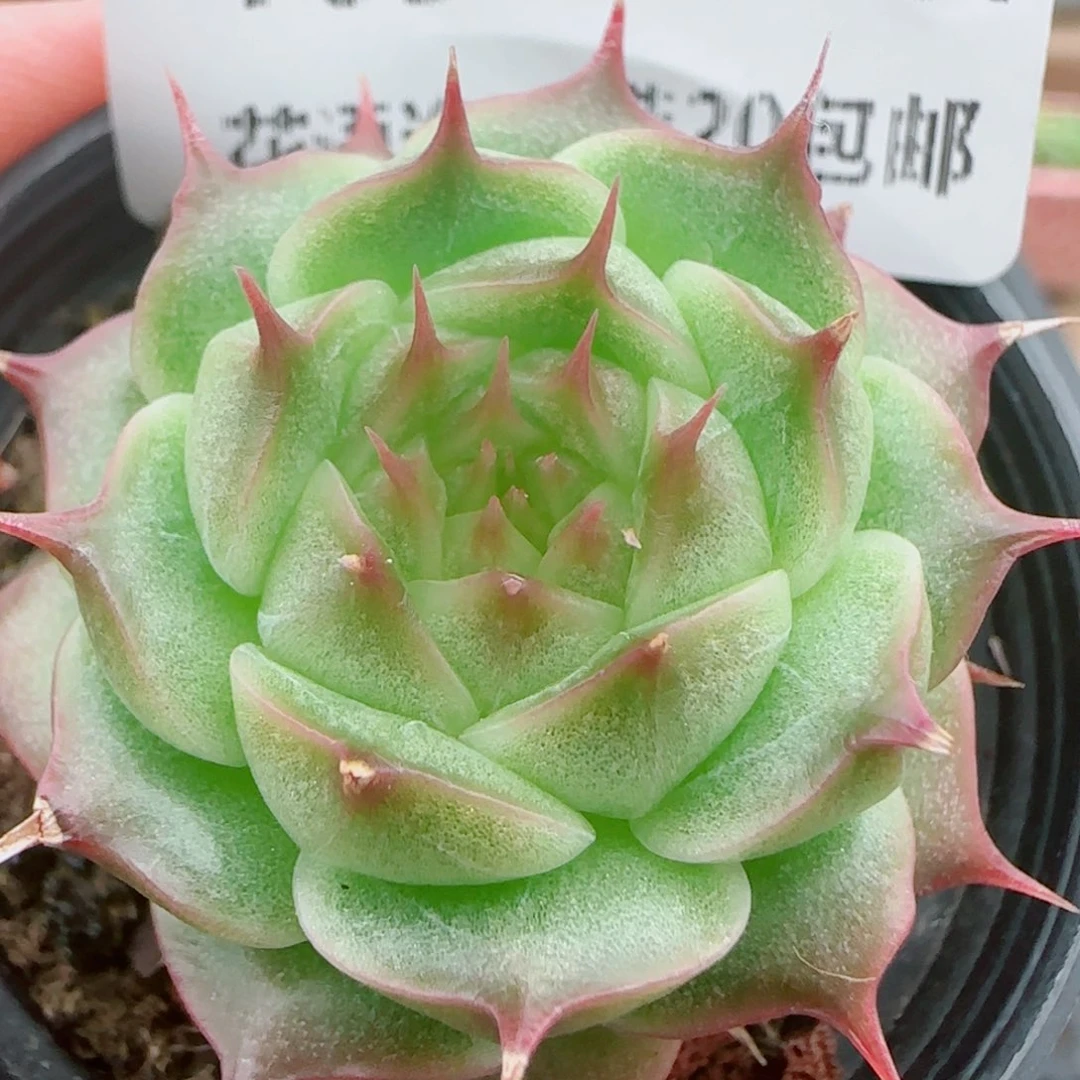 花语逸镜0925-109海王