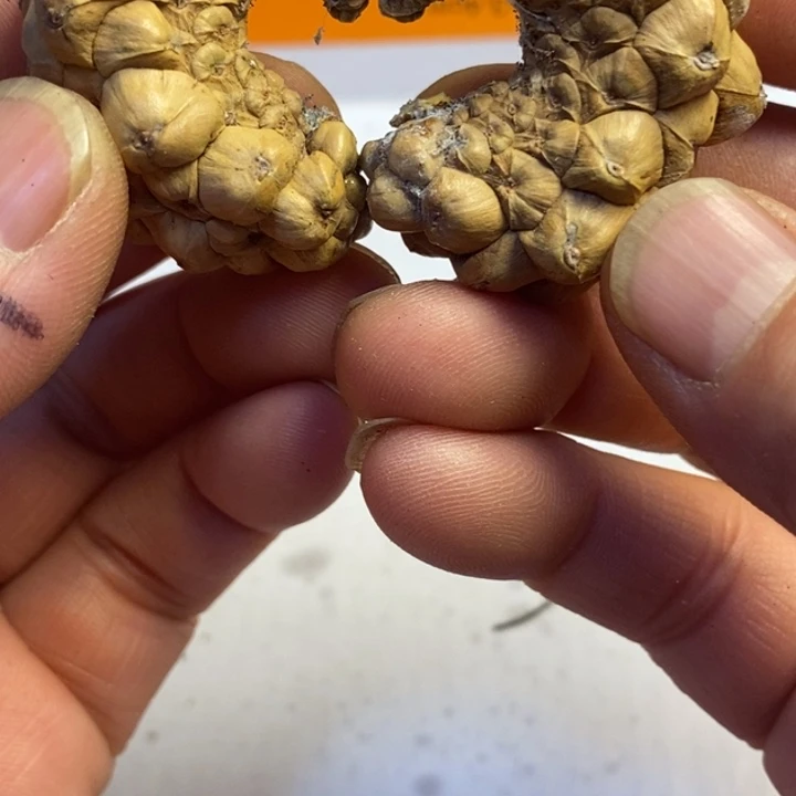 吊坠文玩核桃东北特产17