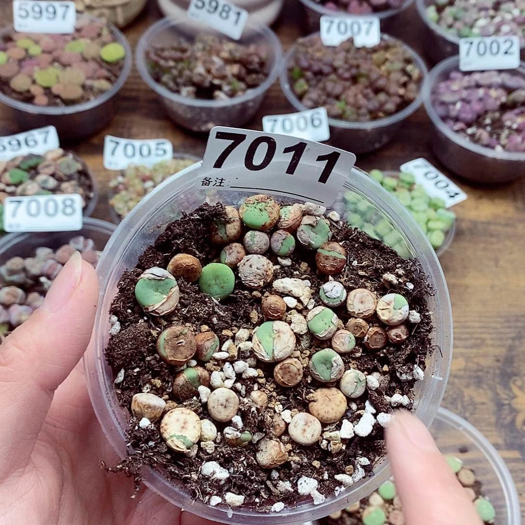 7011小红嘴啊啊啦啦啦