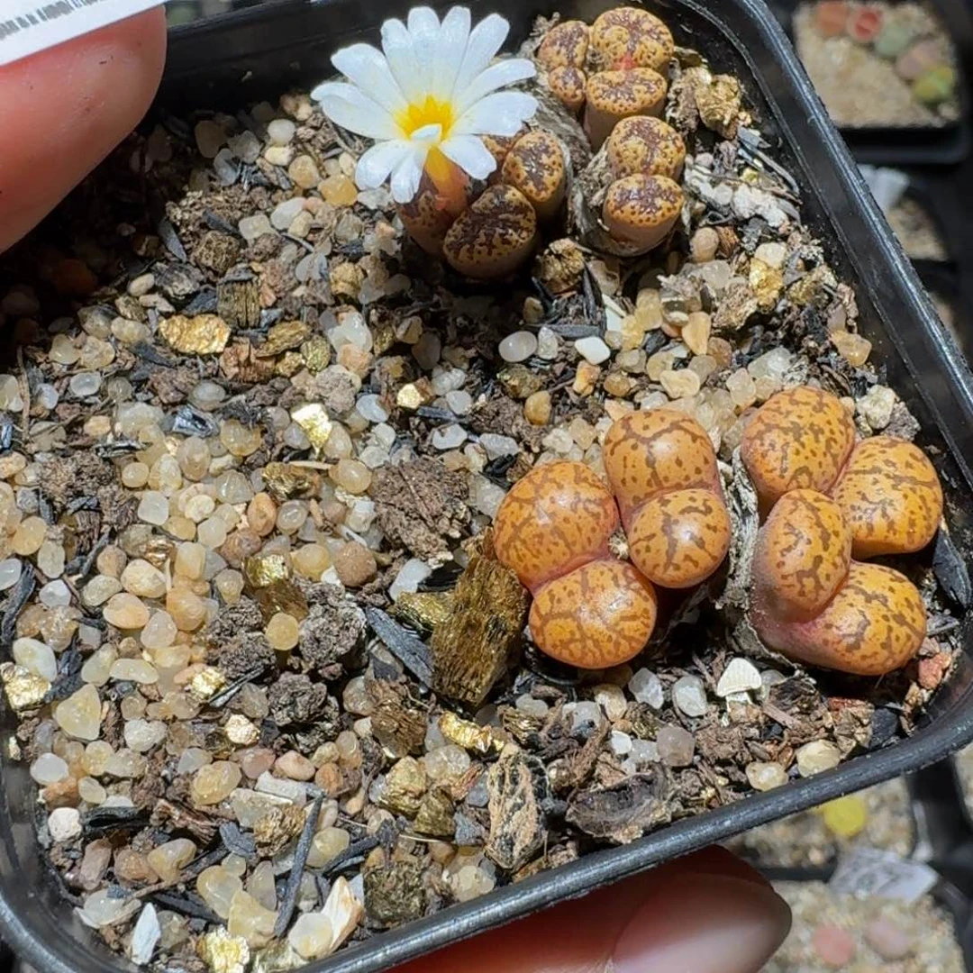 小***乖Zzz精品生石花710